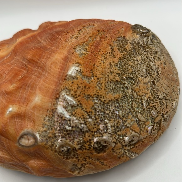 Vintage Red Abalone Shell. Excellent luster. Collector piece. - Picture 10 of 12